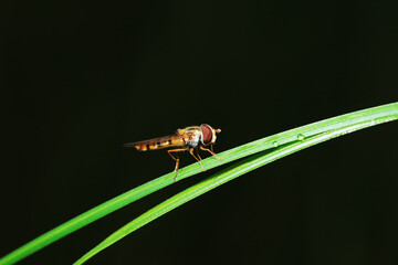 Aphid eating flies in the wild, North China