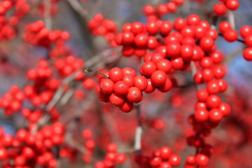 red berries on a branch
