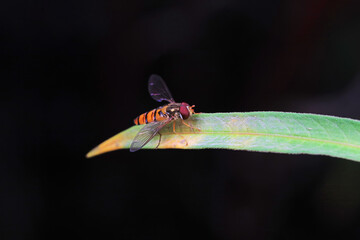 Aphid eating flies in the wild, North China