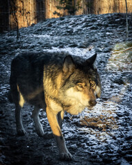 Grey wolf in a closeup photo. Winter day, golden hour light. 
