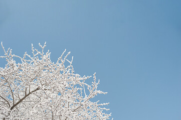 Snow covered tree branch against defocused background. Selective focus and shallow depth of field