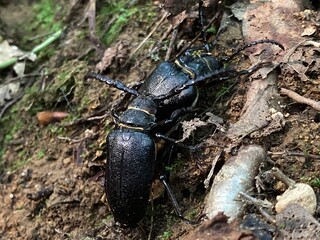The weaver beetle (Lamia textor), The weaver beetle, lamie tisserand in the Risnjak National Park - Croatia (Buba tkač tijekom parenja u nacionalnom parku Risnjak, Razloge - Gorski kotar, Hrvatska)