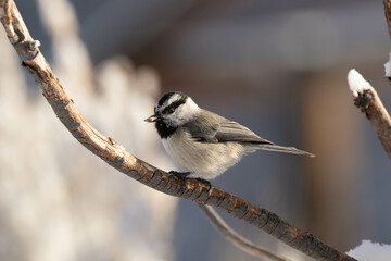 Mountain Chickadee with a Sunflower Seed