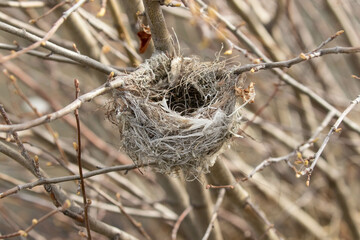 Winter Bird's Nest