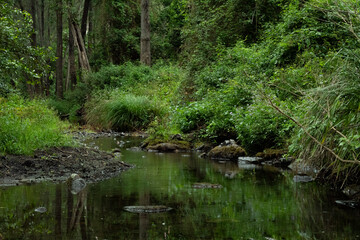 pond in the forest