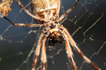 spider on a web