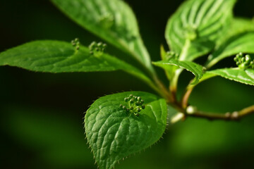 不思議なハナイカダ