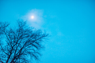 A tree without leaves and an early morning moon.