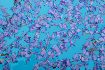 jacaranda flowers floating in swimming pool
