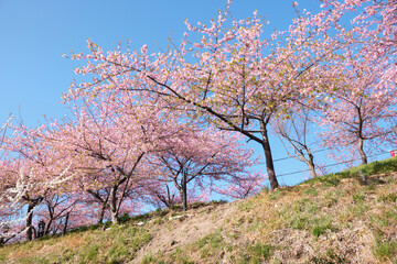 Fototapeta premium 青空と満開の梅の花 箕郷梅林