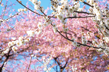 青空と満開の梅の花　箕郷梅林