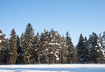 Winter forest landscape