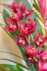Red cymbidium orchid flower in a tropical flower - obrazy, fototapety, plakaty
