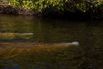 Several West Indian manatees Trichechus manatus in Southwest Florida swim slowly by a kayak
