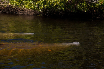 Obraz na płótnie Canvas Several West Indian manatees Trichechus manatus in Southwest Florida swim slowly by a kayak