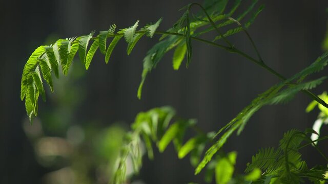 ivid green leaves of a tree blowing gently in the wind in an outdoor garden setting.
Vivid green leaves of a tree blowing gently in the wind in an outdoor garden setting.
