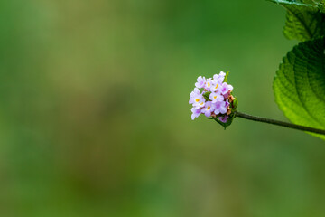 Pequenas flores do campo do cerrado em Minas Gerais, Brasil.