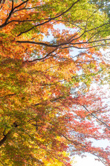 colorful autumn maple leaves in japan