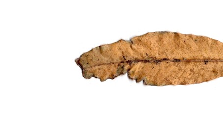 leaf isolated on white background