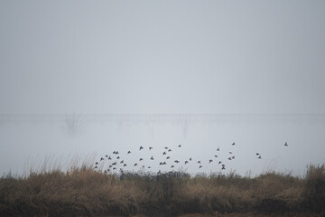 misty birds
