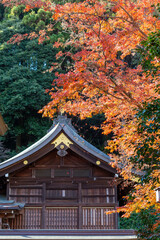 autumn maple tree having orange leaves and wooden small house in koma shinto shrine