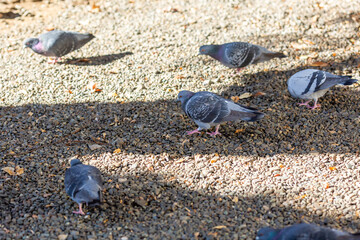 pigeons looking for food while walking on the gravel ground