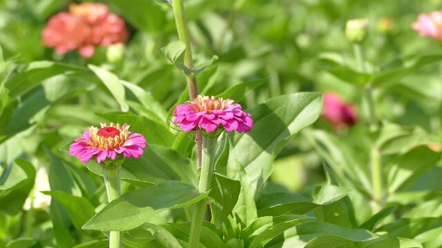 Daddy long legs - Cellar spider basking in the sun on garden flower