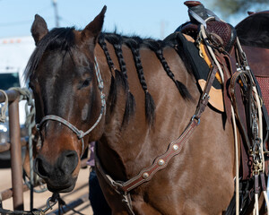 Some beautiful horse in Arizona