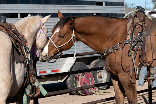 Two Horses Kissing Each Other