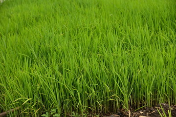 A new rice plant, Oryza sativa, is planted in a paddy field, Indonesia.