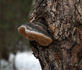 A large conk fungus growing on the side of a tree trunk in winter in muskoka ontario - obrazy, fototapety, plakaty