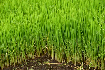 A new rice plant, Oryza sativa, is planted in a paddy field, Indonesia.