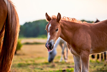 Naklejka na ściany i meble Beautiful chestnut foal portrait in herd on pasture in evening during sunset. Cute foal looks at the camera and shows tongue