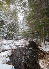 A snow covered forest with a partially frozen creek running through it in December in Muskoka