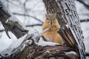 a fox squirrel sitting alone in a tree with ice and snow