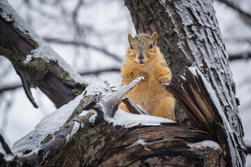 a fox squirrel sitting alone in a tree with ice and snow