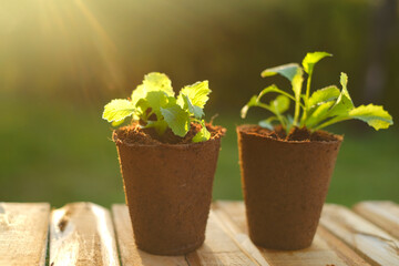  seedlings in peat cups on a table in the sun in a garden.Saplings and planting material. seedling cultivation. Growing organic vegetables