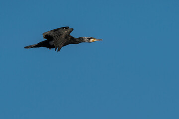 Great cormorant (Phalacrocorax carbo) in flight