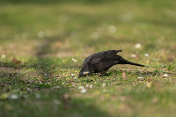 Common blackbird (Turdus merula) digs in the ground looking for food