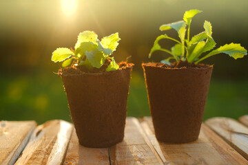  seedlings in peat cups in the sun in a garden.Saplings and planting material. seedling cultivation. Growing organic vegetables in the vegetable garden. Farming and growing greenery 