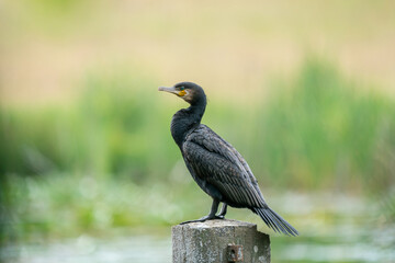 Great cormorant (Phalacrocorax carbo) sits on a concrete post in the lake