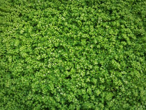 Full Frame Background of Green Plants with Tiny Leaves