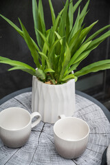 Coffee cups on a log side table with a house plant.