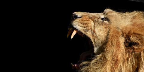 Lion , king isolated , Portrait Wildlife animal	