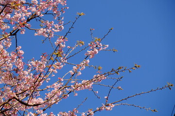 桜と青空