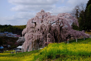 三春の滝桜