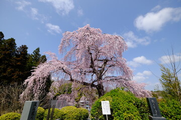 桜と青空
