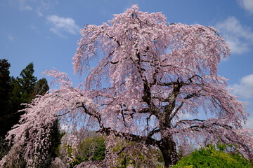 桜と青空