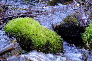 清流と苔
