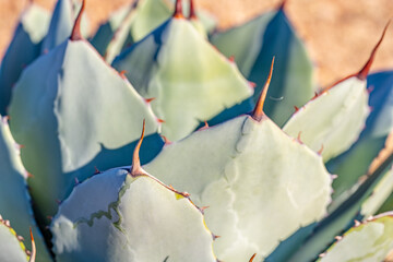 A giant succulent plant growing outdoors in an arid climate.  Shallow focus on the tip of the...